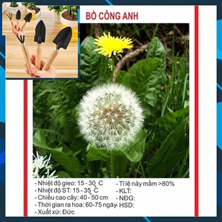 Hạt giống hoa Bồ Công Anh 100 Hạt TẶNG BỘ LÀM VƯƠN MINI