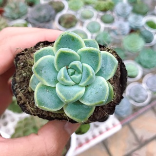 Sen Đá Sao Băng Mập |FREESHIP| XUẤT XỨ VIỆT NAM, ĐÃ THUẦN KHÍ HẬU, SIÊU KHOẺ ĐẸP, LỖI 1 ĐỔI 1