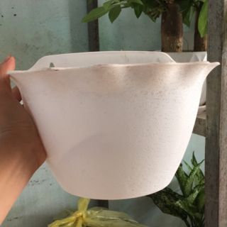10 chậu nhựa áp tường trắng dày đẹp