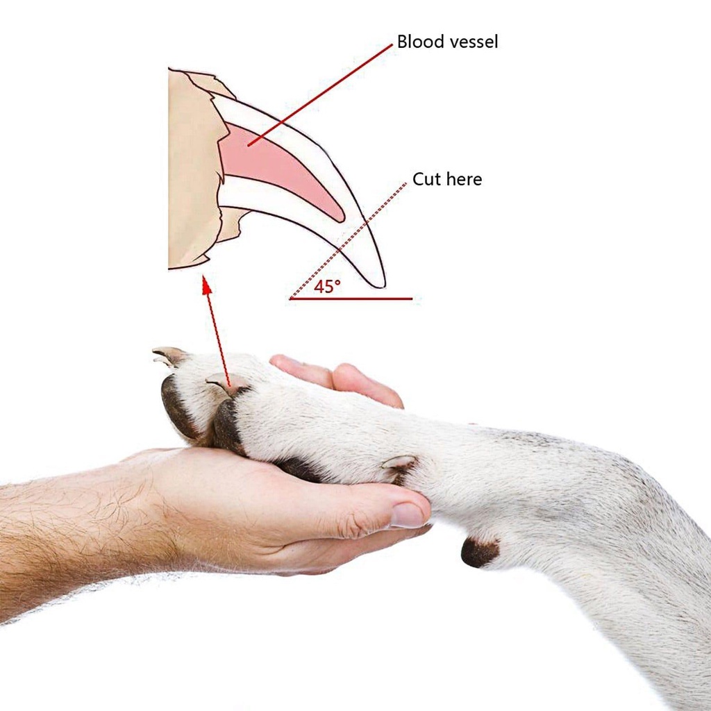 Kìm bấm , cắt móng cho chó mèo cao cấp,có cử để đặt móng khi cắt, có phần dũa móng, an toàn khi sử dụng.