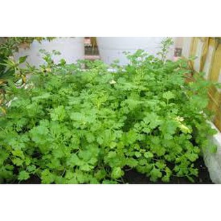 Hạt giống rau mùi tía (20G)