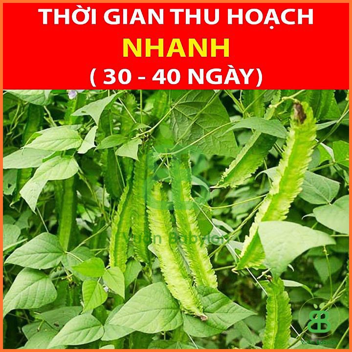 Hạt Giống Đậu Rồng Cao Sản 10Gr - Hạt Giống Đậu Khế Siêu Trái