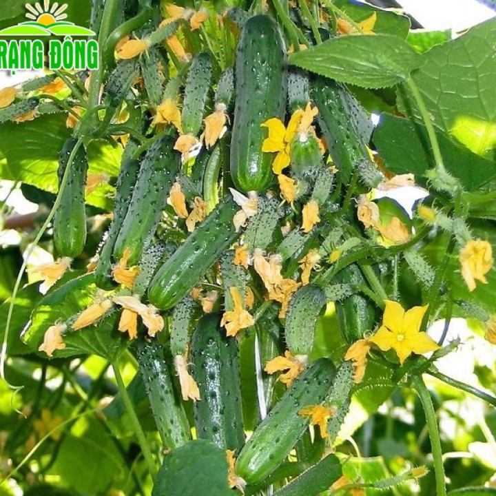 Hạt giống Dưa Leo Bao Tử - Hạt giống dưa chuột bao tử, trái sai, dùng để làm dưa muối  - Hạt giống Rạng Đông