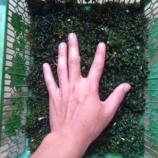 Đồng Xu Bucece Mini Chất Lượng Cao