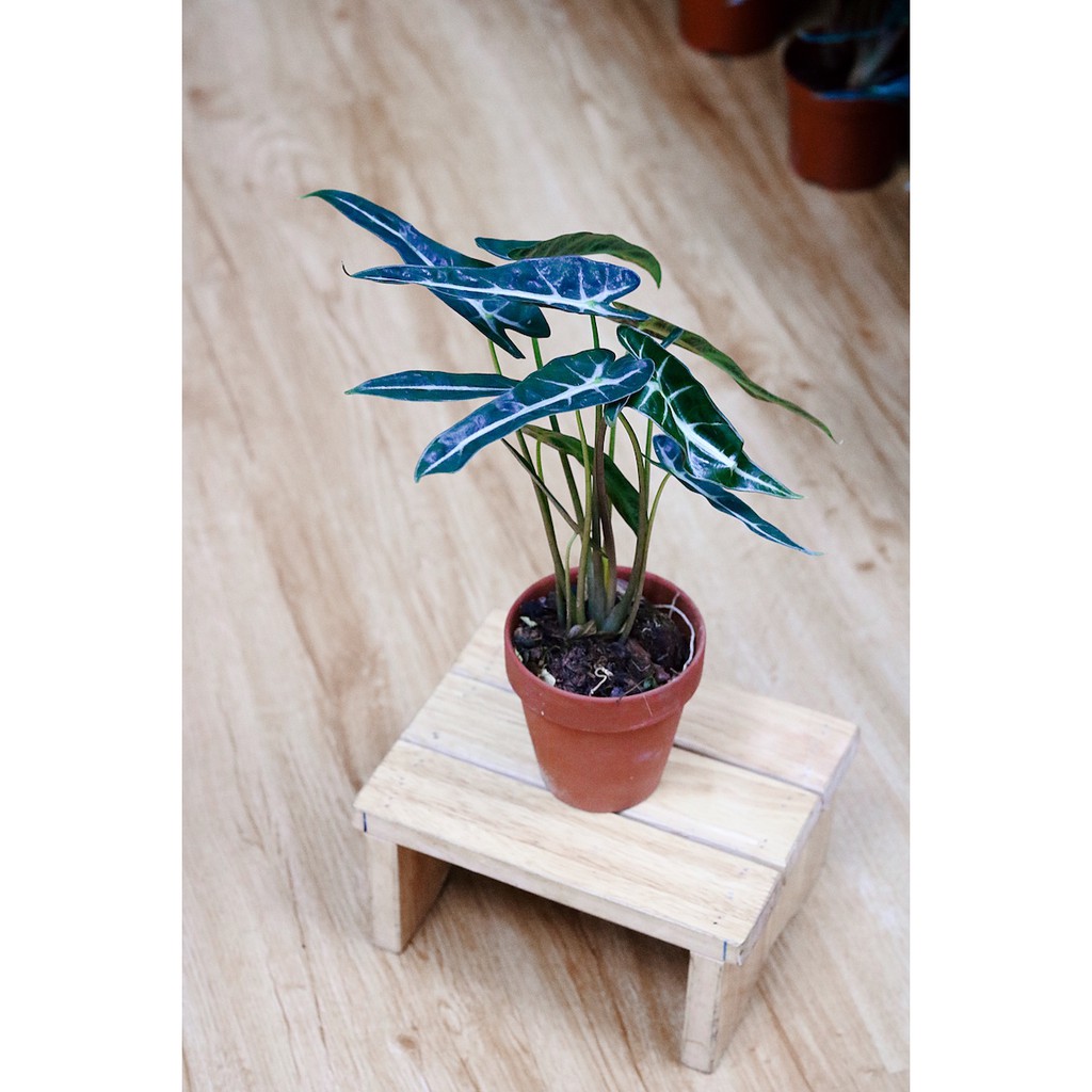 Cây giống Môn Quan Âm Bambino Lá Hẹp - Alocasia Bambino Narrow Leaf chậu nhựa