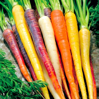 100 Hạt giống Cà rốt nhiều màu 