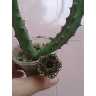 combo xương rồng;