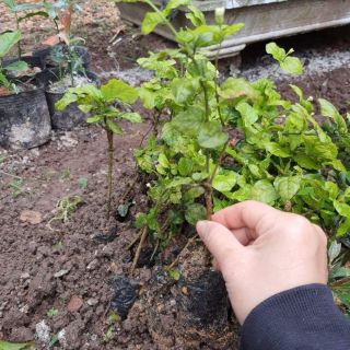 Cây giống nhài ta.thơm nức