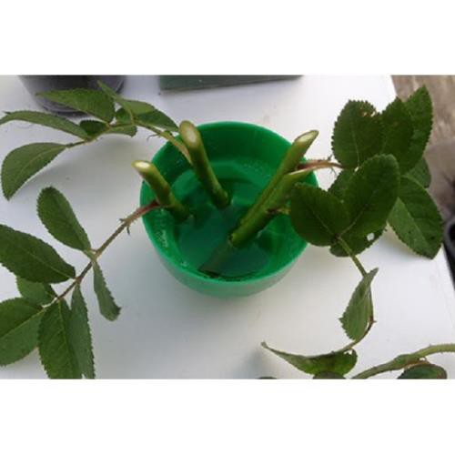 Thuốc kích rễ và ươm cành hoa hồng, hoa mộc, hoa lan, đào