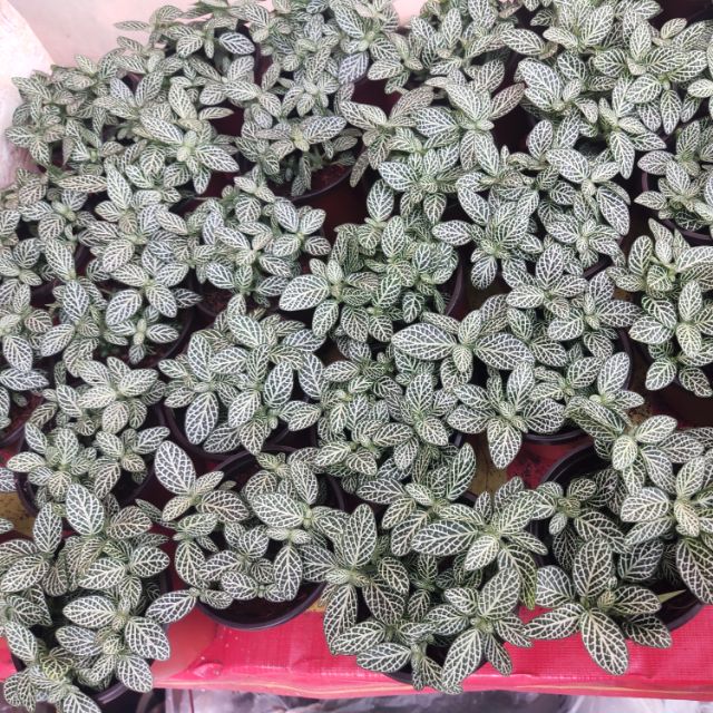 Chậu cây cẩm nhung màu trắng (lá may mắn- Fittonia)