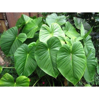 Cây thiên niên kiện