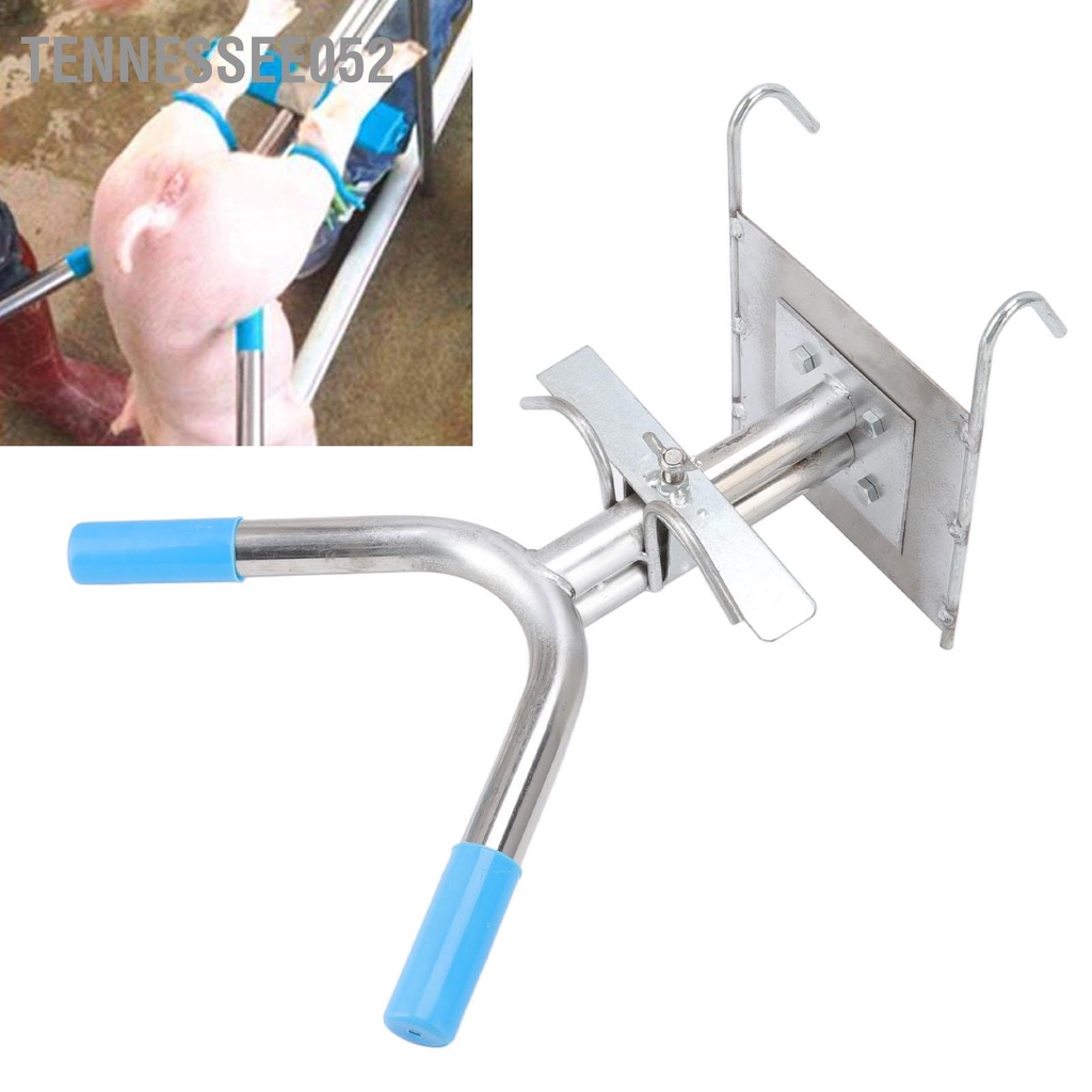 Giá đỡ thiến heo con treo tường bằng thép không gỉ cố định cho Thiến trang trại chăn nuôi