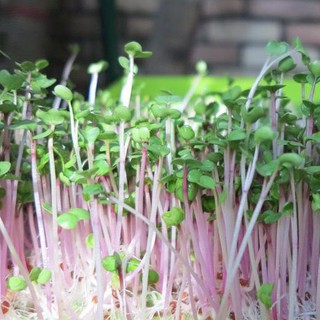 Hạt Giống Rau Mầm Củ Cải Đỏ Giòn Ngọt, Nhanh Thu Hoạch 20g