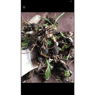 Huệ Mưa Trắng - Hồng