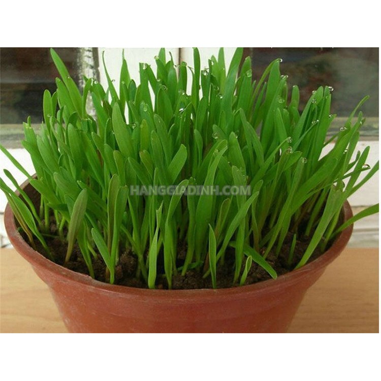 Hạt giống cỏ lúa Mì nhập Italy bao nảy mầm