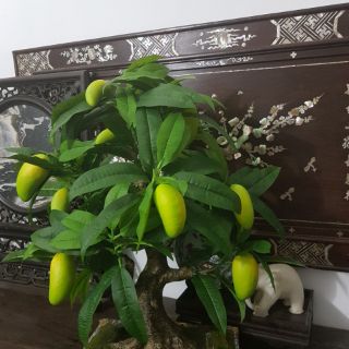 Cây giả bon sai để bàn (nhiều loại)