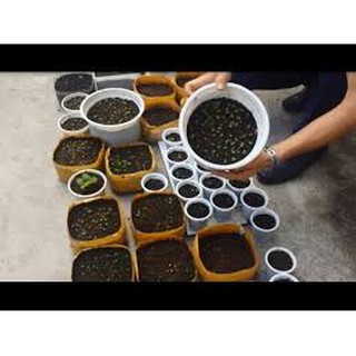 100 hạt giống dâu tây đỏ