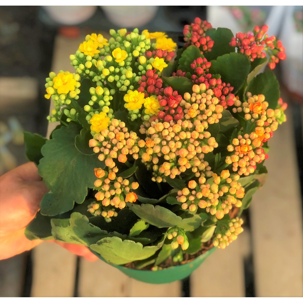 Chậu hoa Sống Đời Hasfarm 3 màu