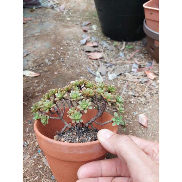 sen đá 3 màu cổ thụ Đà Lạt