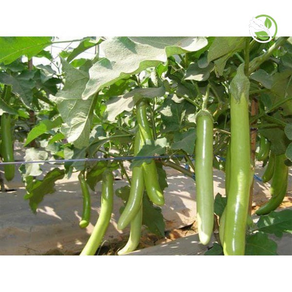Hạt Giống Cà Xanh Mỡ PN-222 Phú Nông - Gói 0.2g - Eggplant F1