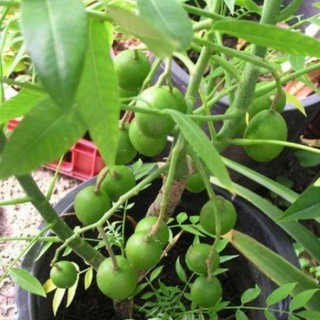 Cây cóc thái lùn đang có hoa