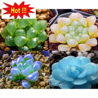 10 hạt giống sen đá kim cương