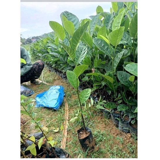 Cây Mít Ruột Đỏ Giống phát triển tốt chiều cao 60cm - 80cm dễ trồng & chăm sóc cho quả quanh năm - hiệu quả kinh tế cao