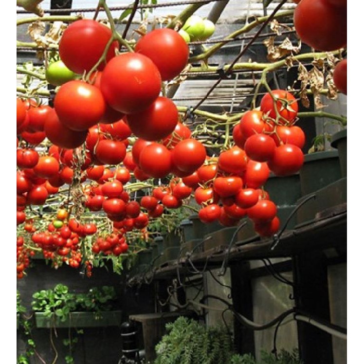 [Mã SKAMLTSW8 giảm 10% đơn 100K] Hạt giống Cà chua bạch tuộc ( cà chua leo giàn 10 hạt ) -TẶNG kèm 5 viên nén ươm hạt