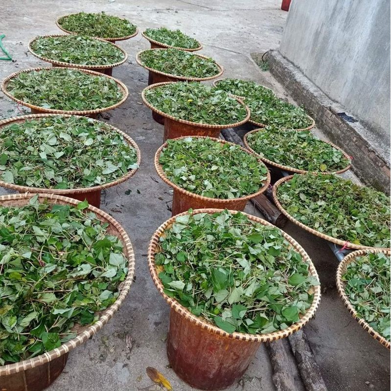 Trà Diếp cá Lụa Vy ( Trà túi lọc 40 gói)