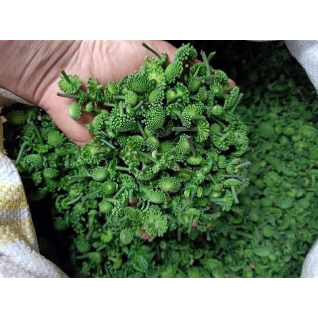 [HÀNG XỊN] Hoa tam thất bao tử loại 1