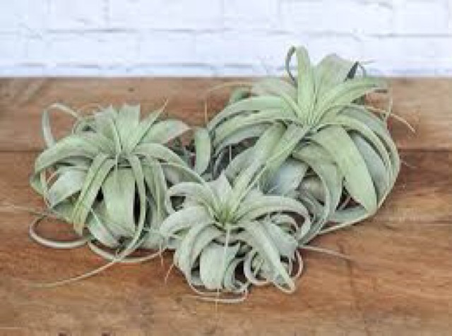 Cây không khí nữ hoàng-Tillandsia xerographica