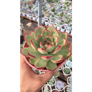 Sen đá Viền đỏ size trung