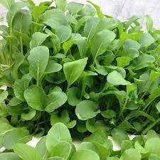 Gói 20 Gram hạt giống rau cải canh ăn non