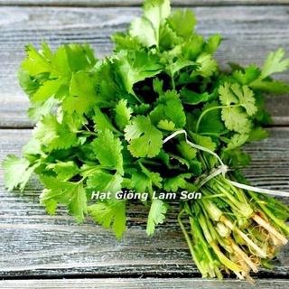 HẠT GIỐNG RAU NGÒ RÍ - Loại Rau Gia Vị, Trồng Quanh Năm.