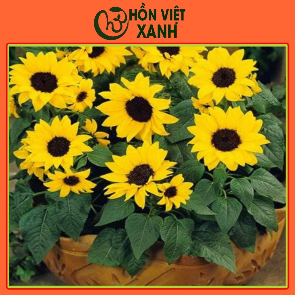 Hạt giống hoa hướng dương lùn nhiều bông gói 50 hạt