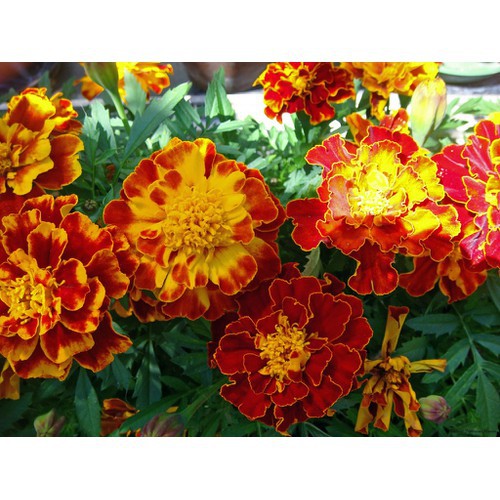 Hạt giống cúc vạn thọ cao lỡ HN vang chanh