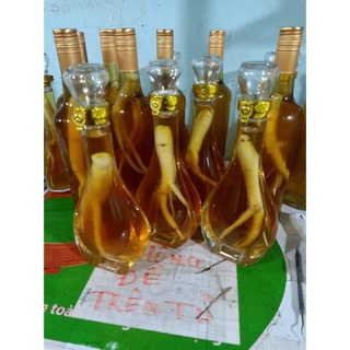 SÂM DÂY NGỌC LINH TƯƠI (KON TUM- TÂY NGUYÊN)