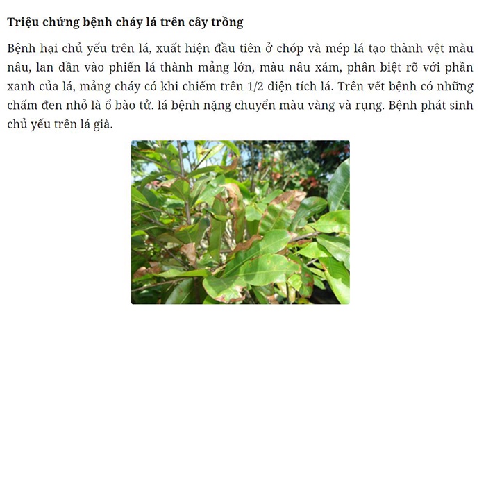 Đặc hiệu trừ bệnh cháy bìa lá trên cây mai; Cháy bìa lá trên mai vàng; Trừ bệnh cháy bìa lá Bách bệnh 15ml+ VDN 18g