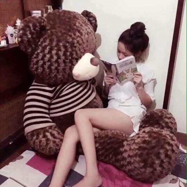 Gấu teddy