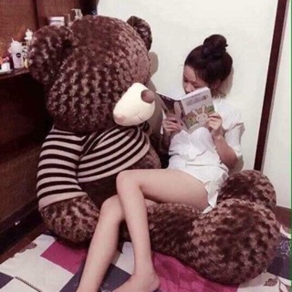 Gấu teddy