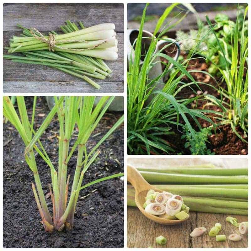 1KG CÂY XẢ  ( CỦ XẢ ) ảnh thật xả của nhà