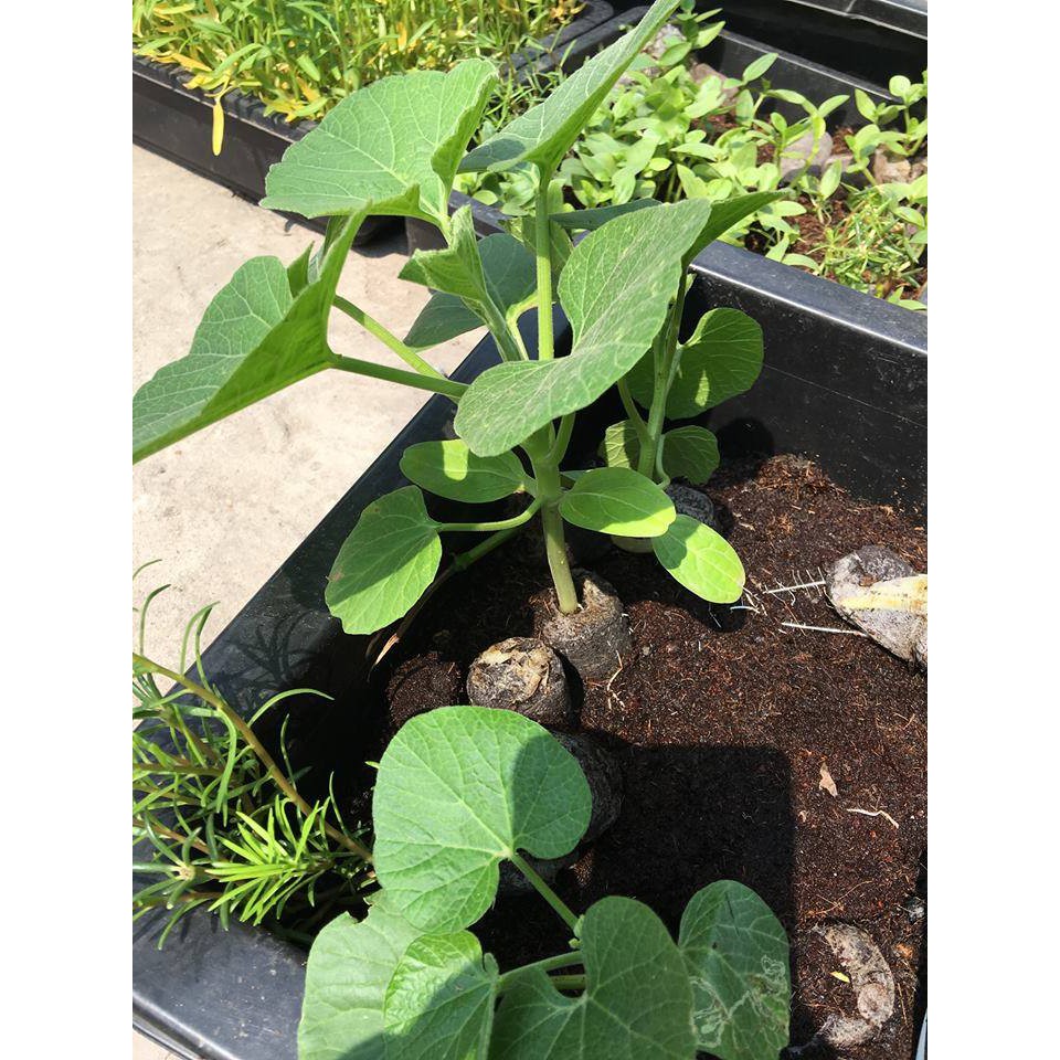 Bộ 200 VIÊN NÉN ƯƠM HẠT TIỆN LỢI, DỄ SỬ DỤNG (200 Viên)