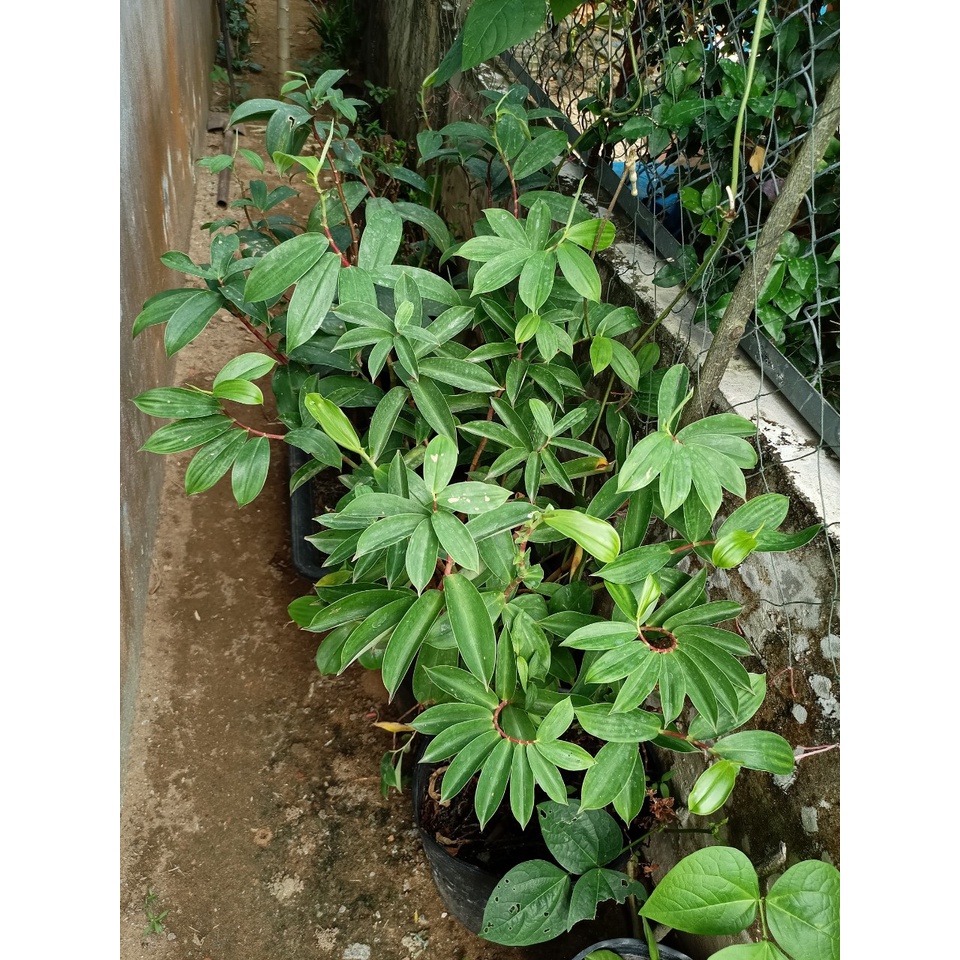 Cây cát lồi