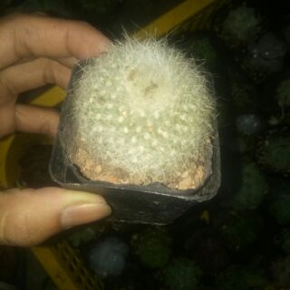 Xương rồng thiên nga