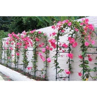Cây hoa leo Hồng anh(1 bầu cây giống )