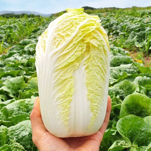 Hạt giống cải thảo chịu nhiệt Hàn Quốc giòn ngọt - rau củ quả trồng chậu, sân vườn ban công nảy mầm cao 0.5gr RAMBO