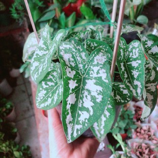 Cây Môn Trắng