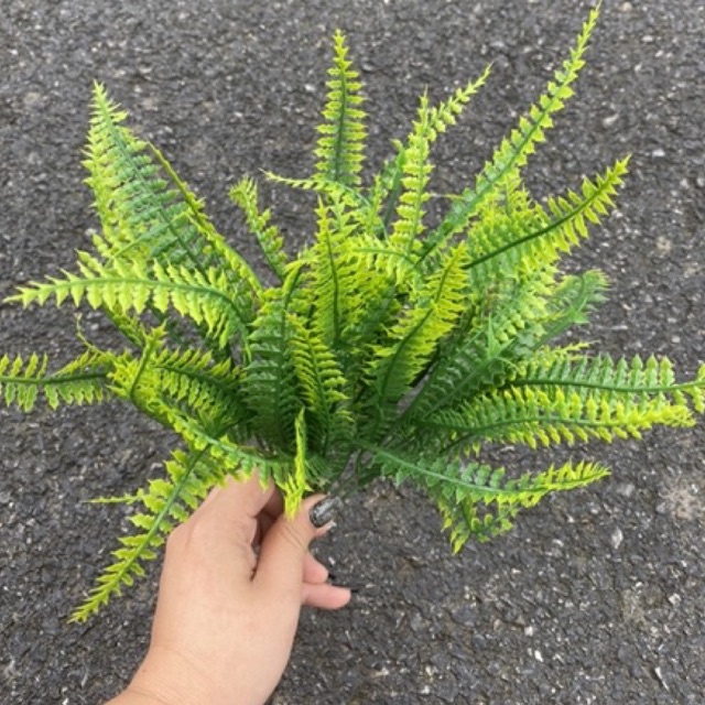 Cỏ dương xỉ cắm điểm chậu hoa,decor trang trí, cắm hoa handmade