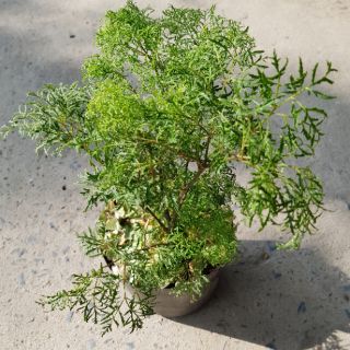 Đinh Lăng Lá Nhỏ (đinh lăng nếp)