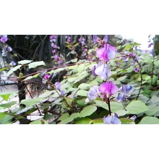 10 Hạt Đậu Ván
